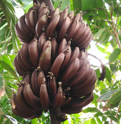Musa textilis (Abaca) Banana Healthy Sweet Tissue Cultured Fruit Plant