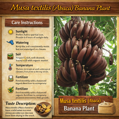 Musa textilis (Abaca) Banana Healthy Sweet Tissue Cultured Fruit Plant