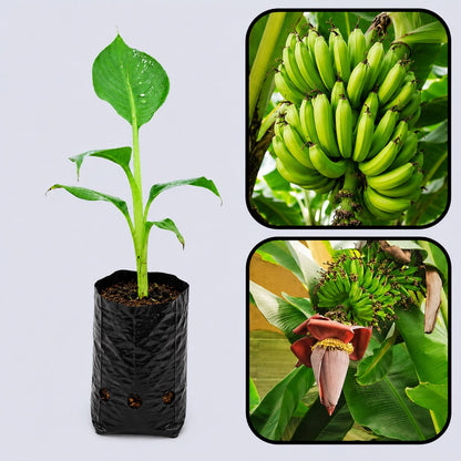 Mysore Banana Healthy Sweet Tissue Cultured Fruit Plant