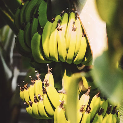 Mysore Banana Healthy Sweet Tissue Cultured Fruit Plant