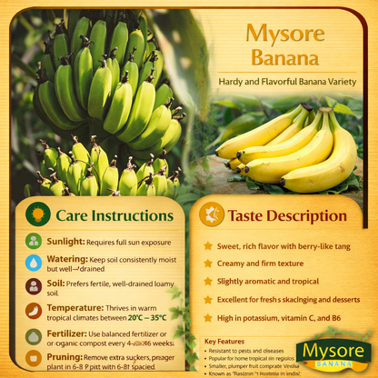 Mysore Banana Healthy Sweet Tissue Cultured Fruit Plant