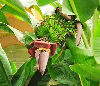 Mysore Banana Healthy Sweet Tissue Cultured Fruit Plant