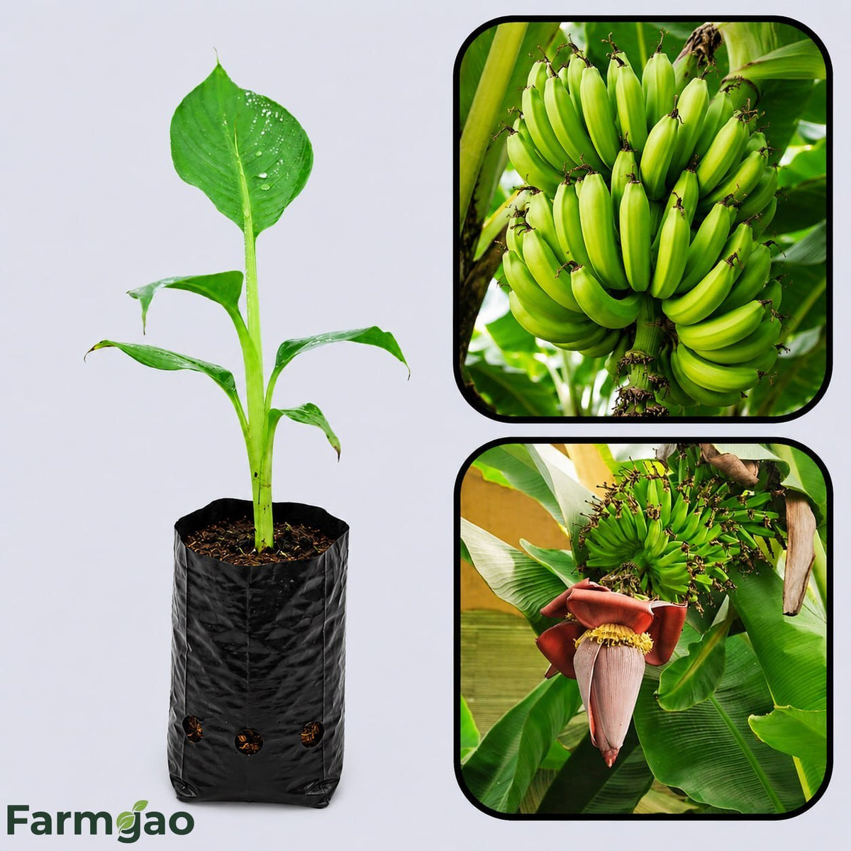 Mysore Banana Healthy Sweet Tissue Cultured Fruit Plant
