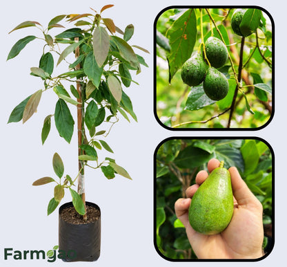 Nabal Avocado Grafted Healthy Fruit Plant