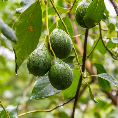 Nabal Avocado Grafted Healthy Fruit Plant
