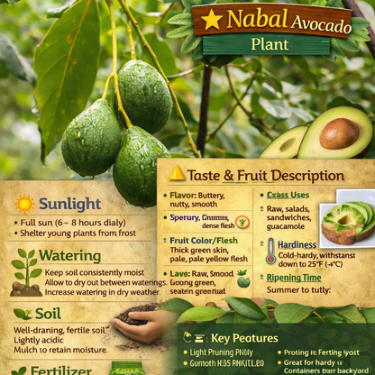 Nabal Avocado Grafted Healthy Fruit Plant