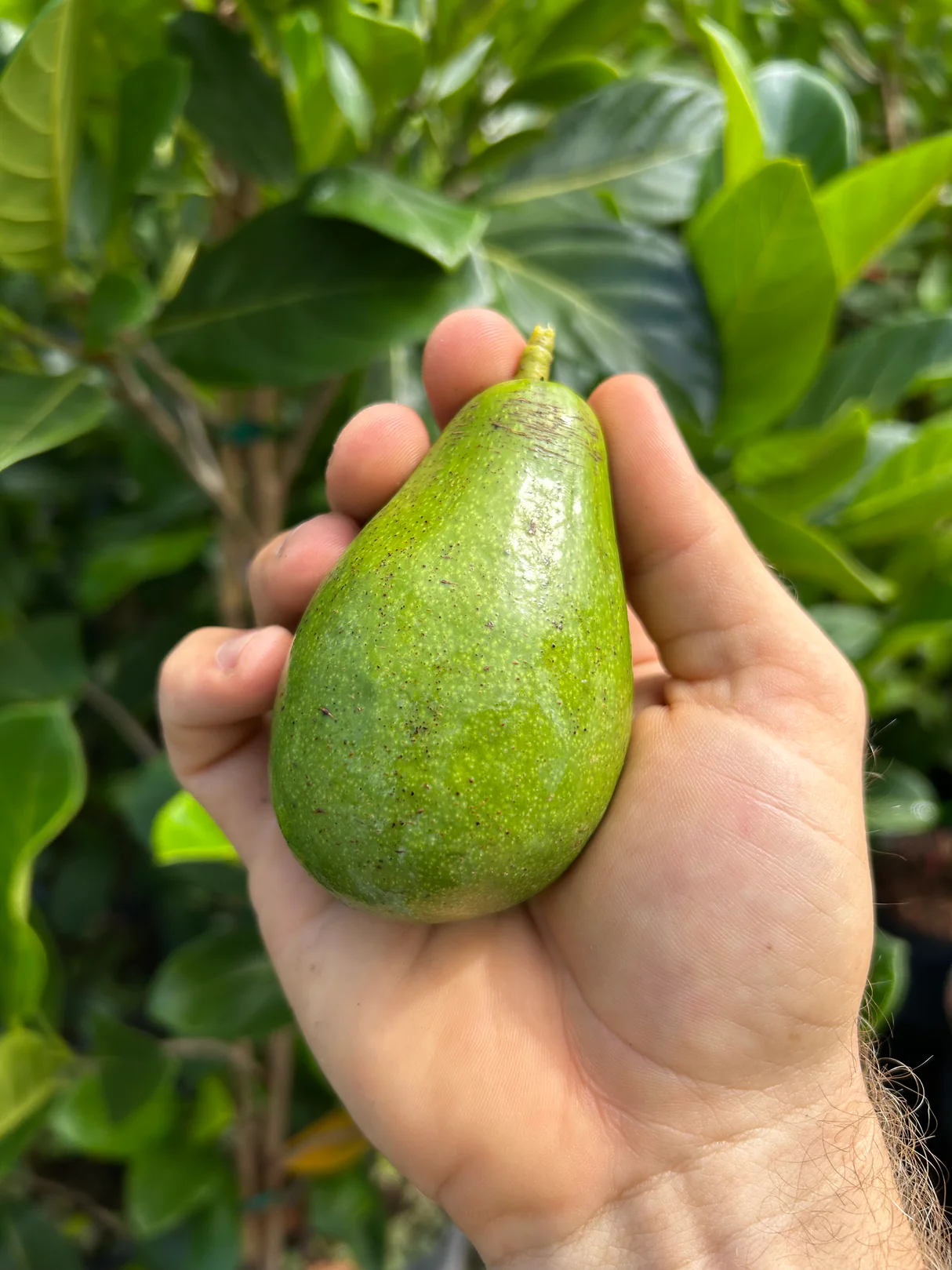 Nabal Avocado Grafted Healthy Fruit Plant