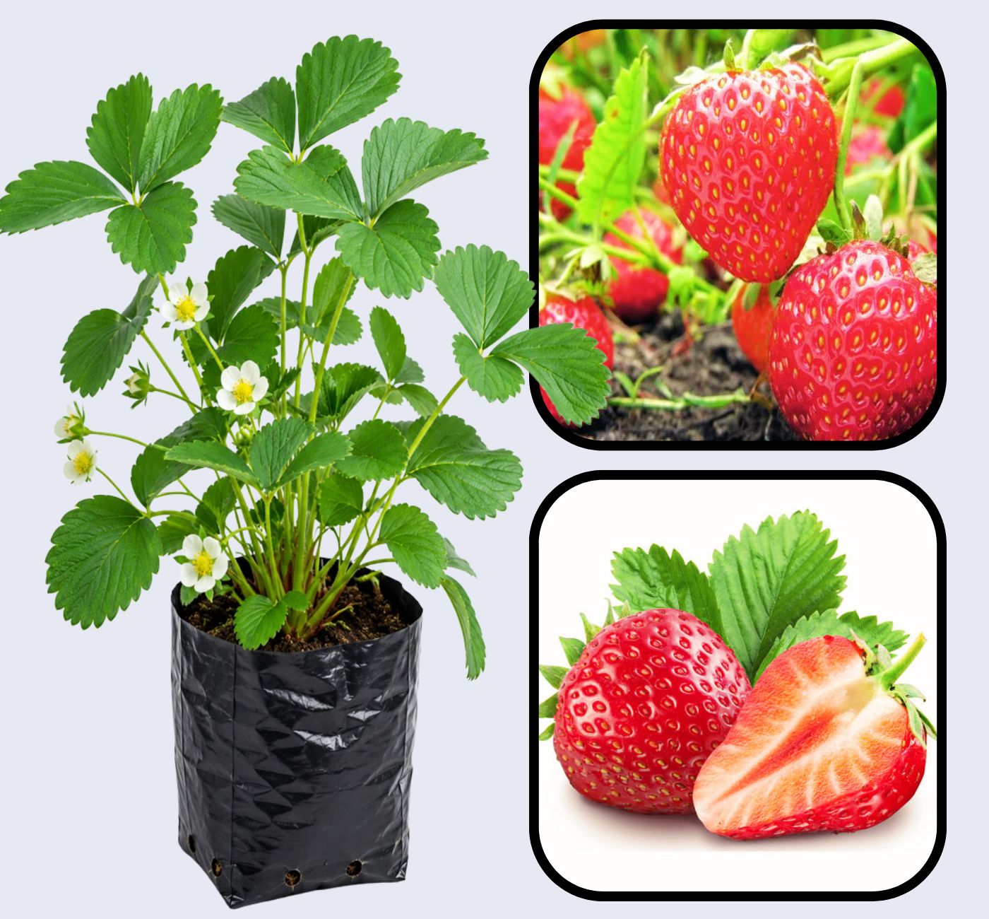 Nabila Strawberry Healthy Sweet Home Garden Kitchen Garden Terrace Balcony Fruit Plant