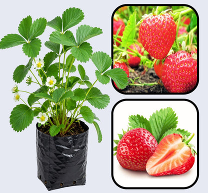Nabila Strawberry Healthy Sweet Home Garden Kitchen Garden Terrace Balcony Fruit Plant
