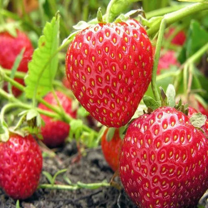 Nabila Strawberry Healthy Sweet Home Garden Kitchen Garden Terrace Balcony Fruit Plant