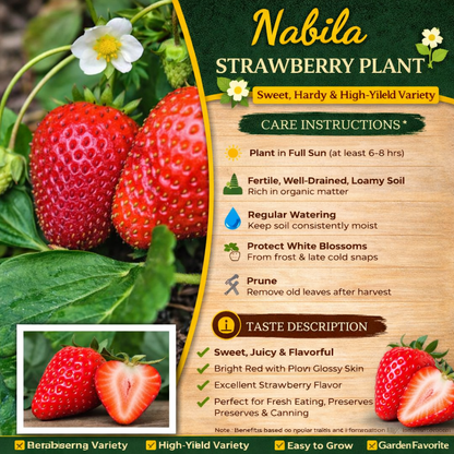 Nabila Strawberry Healthy Sweet Home Garden Kitchen Garden Terrace Balcony Fruit Plant
