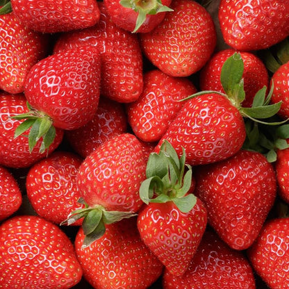 Nabila Strawberry Healthy Sweet Home Garden Kitchen Garden Terrace Balcony Fruit Plant
