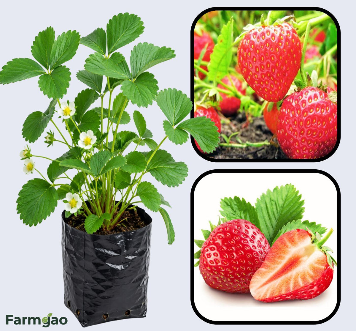 Nabila Strawberry Healthy Sweet Home Garden Kitchen Garden Terrace Balcony Fruit Plant