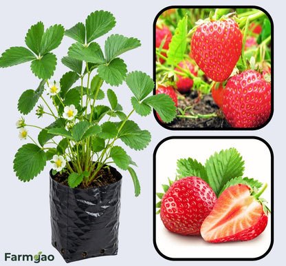 Nabila Strawberry Healthy Sweet Home Garden Kitchen Garden Terrace Balcony Fruit Plant