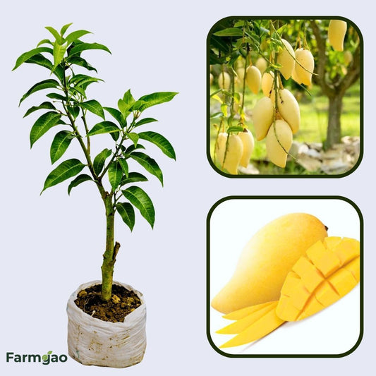 Nam Doc Mai Mango Aam Grafted Healthy Fruit Plant