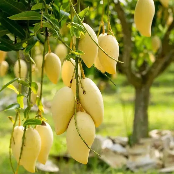 Nam Doc Mai Mango Aam Grafted Healthy Fruit Plant
