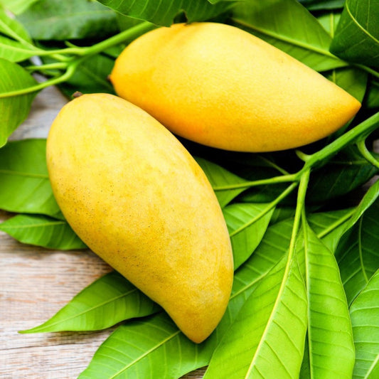Nam Doc Mai Mango Aam Grafted Healthy Fruit Plant
