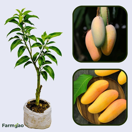 Nang Klangwan Mango Aam Grafted Healthy Fruit Plant