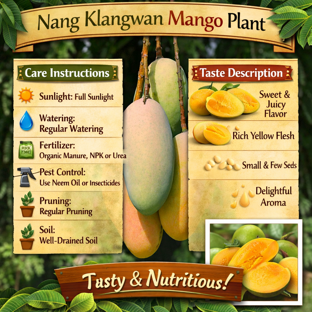 Nang Klangwan Mango Aam Grafted Healthy Fruit Plant