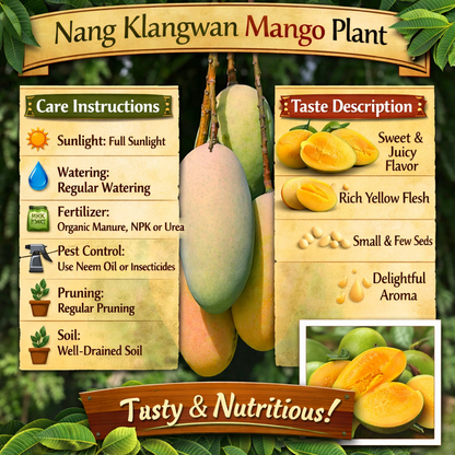 Nang Klangwan Mango Aam Grafted Healthy Fruit Plant