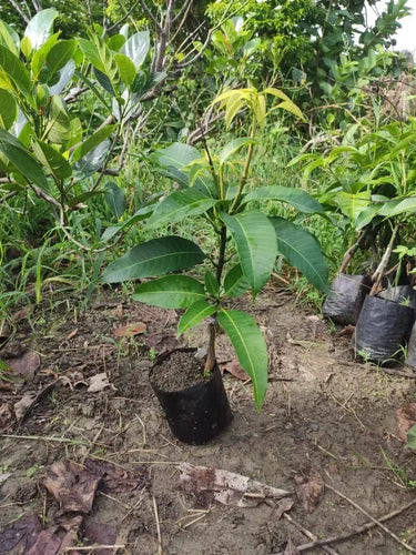 Nang Klangwan Mango Aam Grafted Healthy Fruit Plant