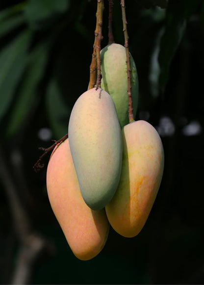 Nang Klangwan Mango Aam Grafted Healthy Fruit Plant