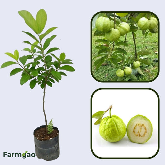 Narmada White Guava Air Layered Healthy Fruit Plant