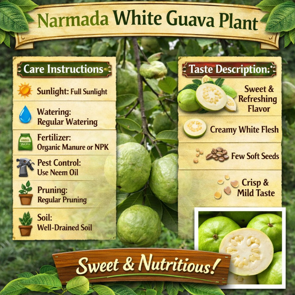 Narmada White Guava Air Layered Healthy Fruit Plant