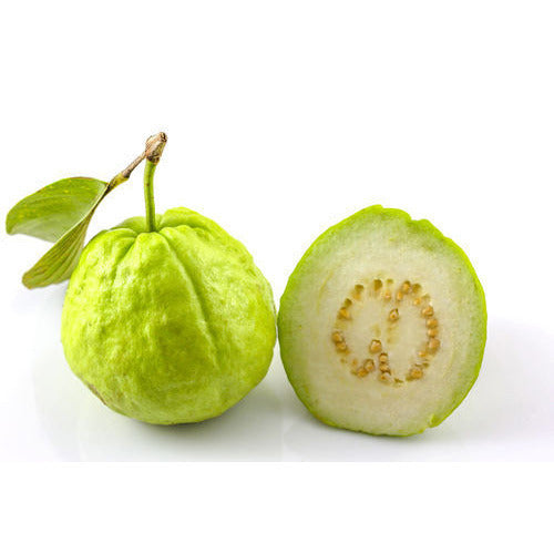 Narmada White Guava Air Layered Healthy Fruit Plant