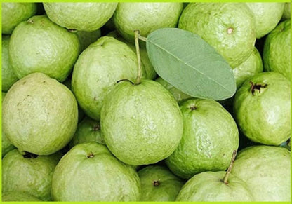 Narmada White Guava Air Layered Healthy Fruit Plant