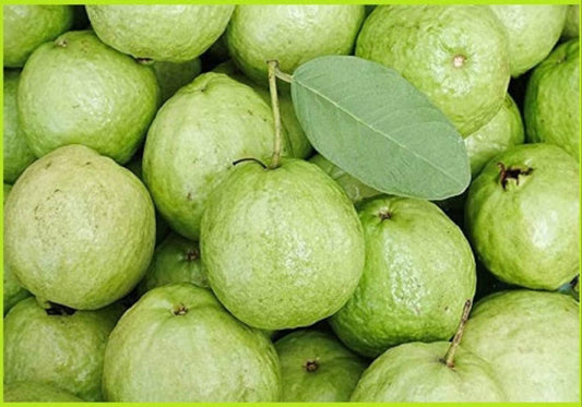 Narmada White Guava Air Layered Healthy Fruit Plant