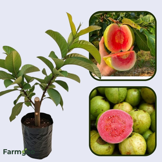 Nashik Guava Air Layered Healthy Fruit Plant