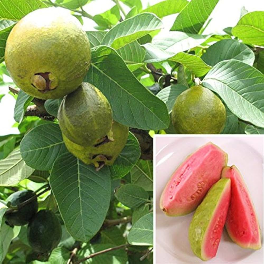 Nashik Guava Air Layered Healthy Fruit Plant
