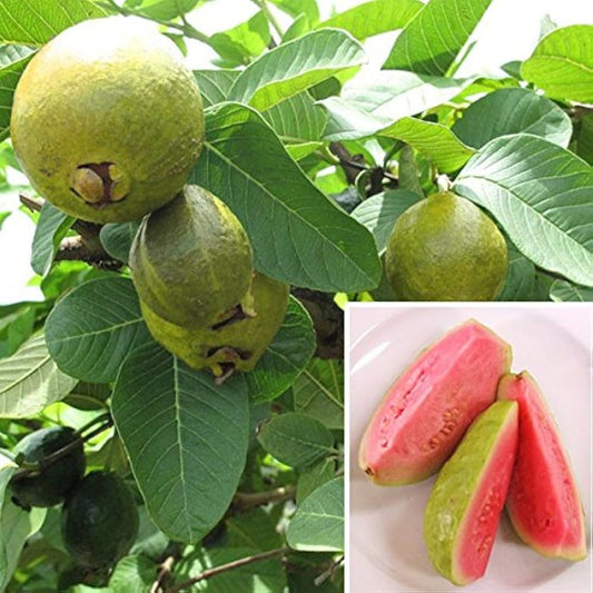Nashik Guava Air Layered Healthy Fruit Plant