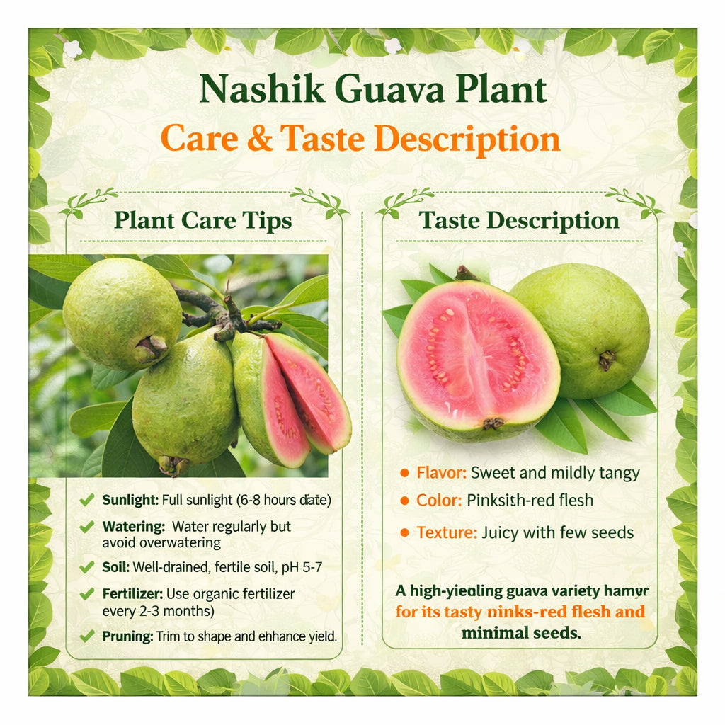 Nashik Guava Air Layered Healthy Fruit Plant
