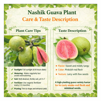 Nashik Guava Air Layered Healthy Fruit Plant