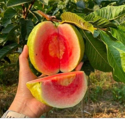 Nashik Guava Air Layered Healthy Fruit Plant