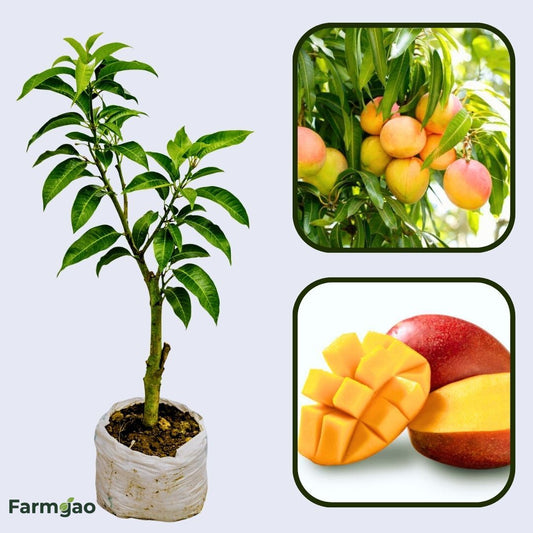 Nectarine Mango Aam Grafted Healthy Fruit Plant