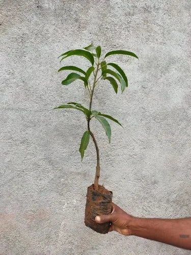 Nectarine Mango Aam Grafted Healthy Fruit Plant