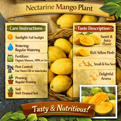 Nectarine Mango Aam Grafted Healthy Fruit Plant