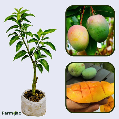 Neelam Mango Aam Grafted Healthy Fruit Plant