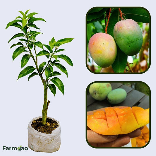 Neelam Mango Aam Grafted Healthy Fruit Plant