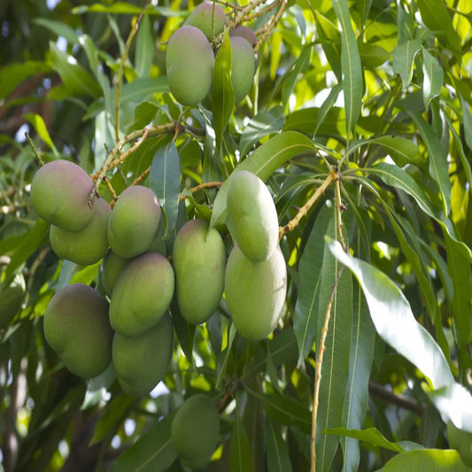 Neelam Mango Aam Grafted Healthy Fruit Plant