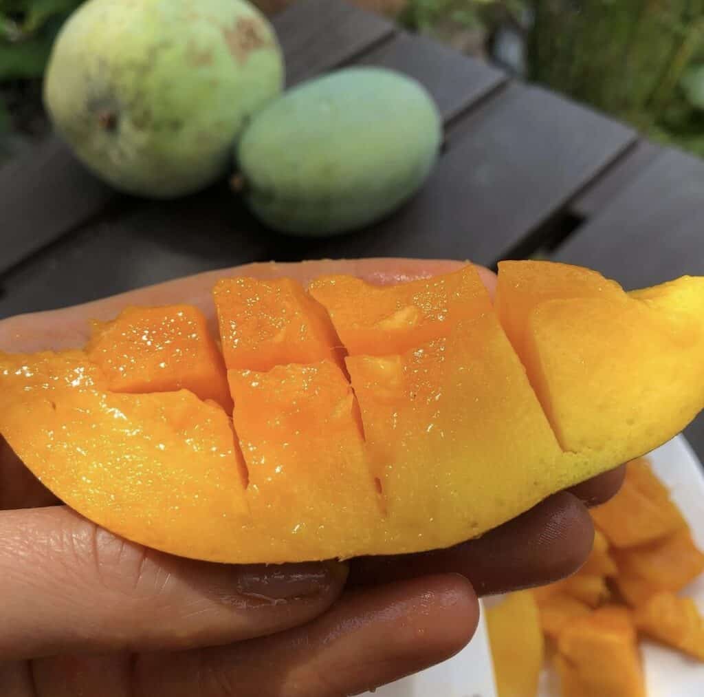 Neelam Mango Aam Grafted Healthy Fruit Plant