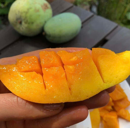 Neelam Mango Aam Grafted Healthy Fruit Plant