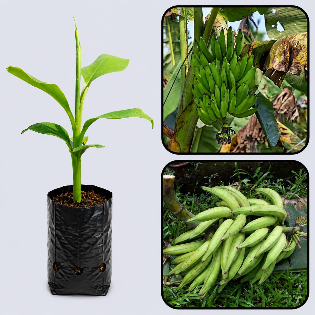 Nendran Banana Healthy Sweet Tissue Cultured Fruit Plant
