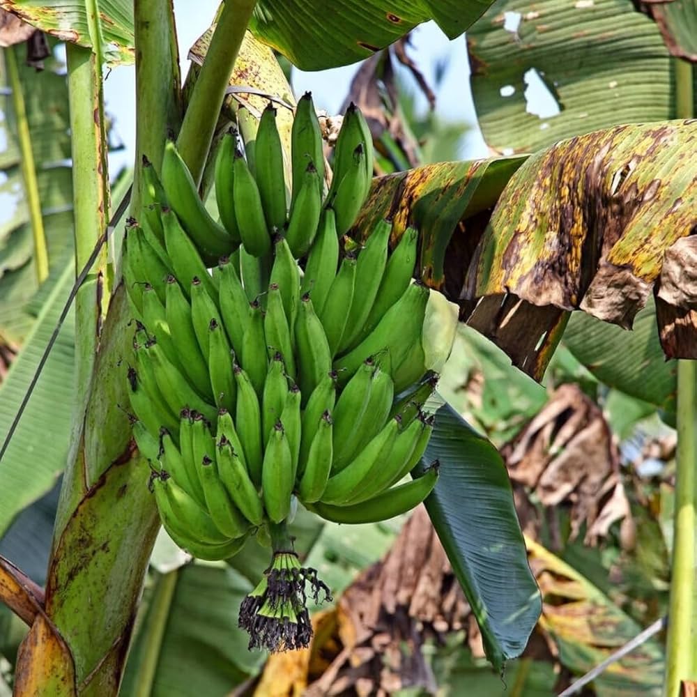 Nendran Banana Healthy Sweet Tissue Cultured Fruit Plant