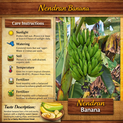 Nendran Banana Healthy Sweet Tissue Cultured Fruit Plant
