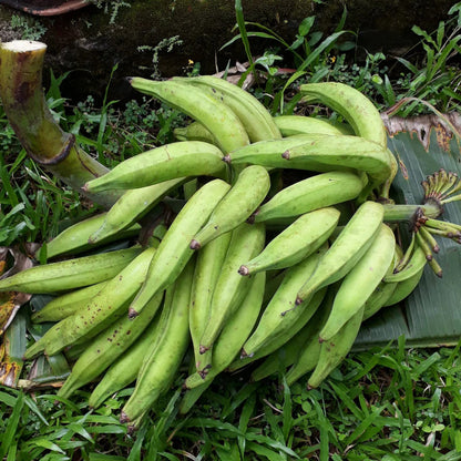 Nendran Banana Healthy Sweet Tissue Cultured Fruit Plant