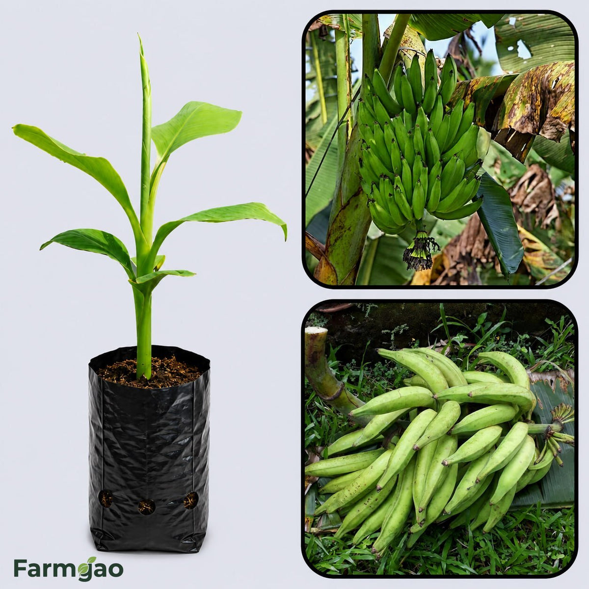 Nendran Banana Healthy Sweet Tissue Cultured Fruit Plant